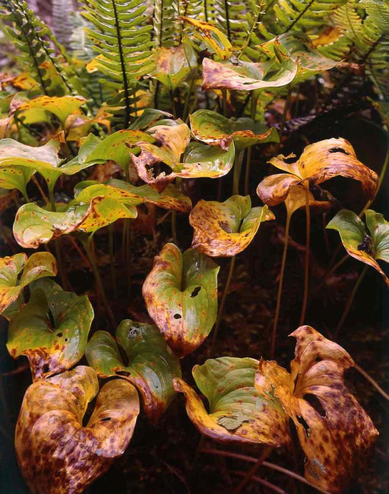 arrowleaf fern, Washington, 1967