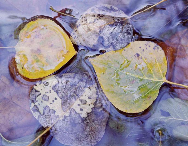 4 leaves in water, Big Sur, 1967