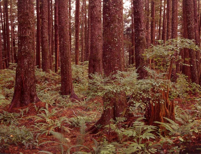 hemlock forest, Olympic Peninsula, 1967
