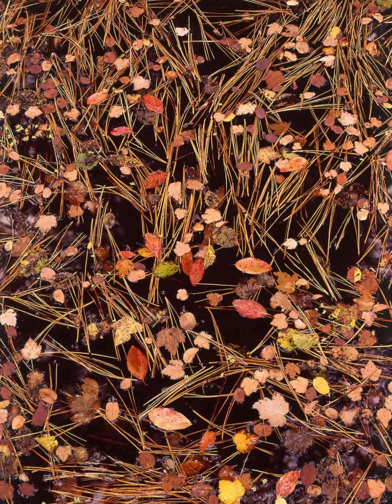 leaves and needles in a spring pond, Oregon, 1965