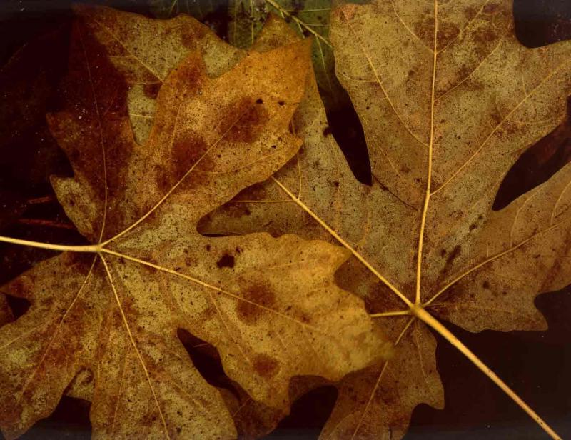 leaves under water, Big Sur River, 1974
