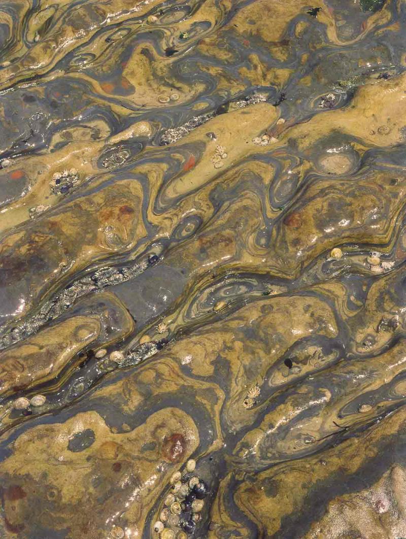 eroded beachstone with snails, limpets and anenomes, Pt. Lobos, 1975