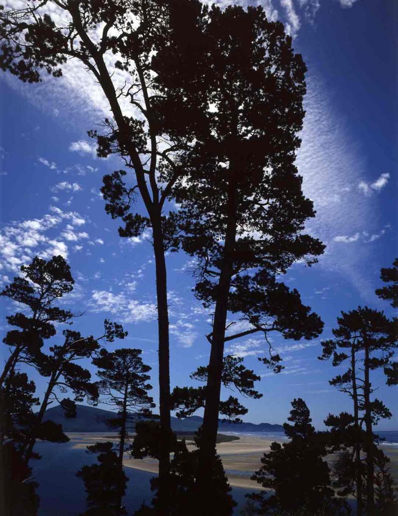 coast near Nehalem, Oregon, 1981