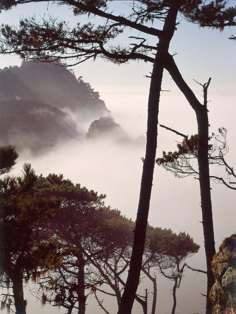summit pines, Pt. Lobos, 1972