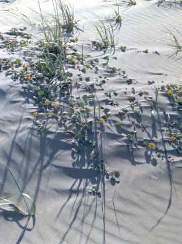 sand verbena, Little River, California, 1970