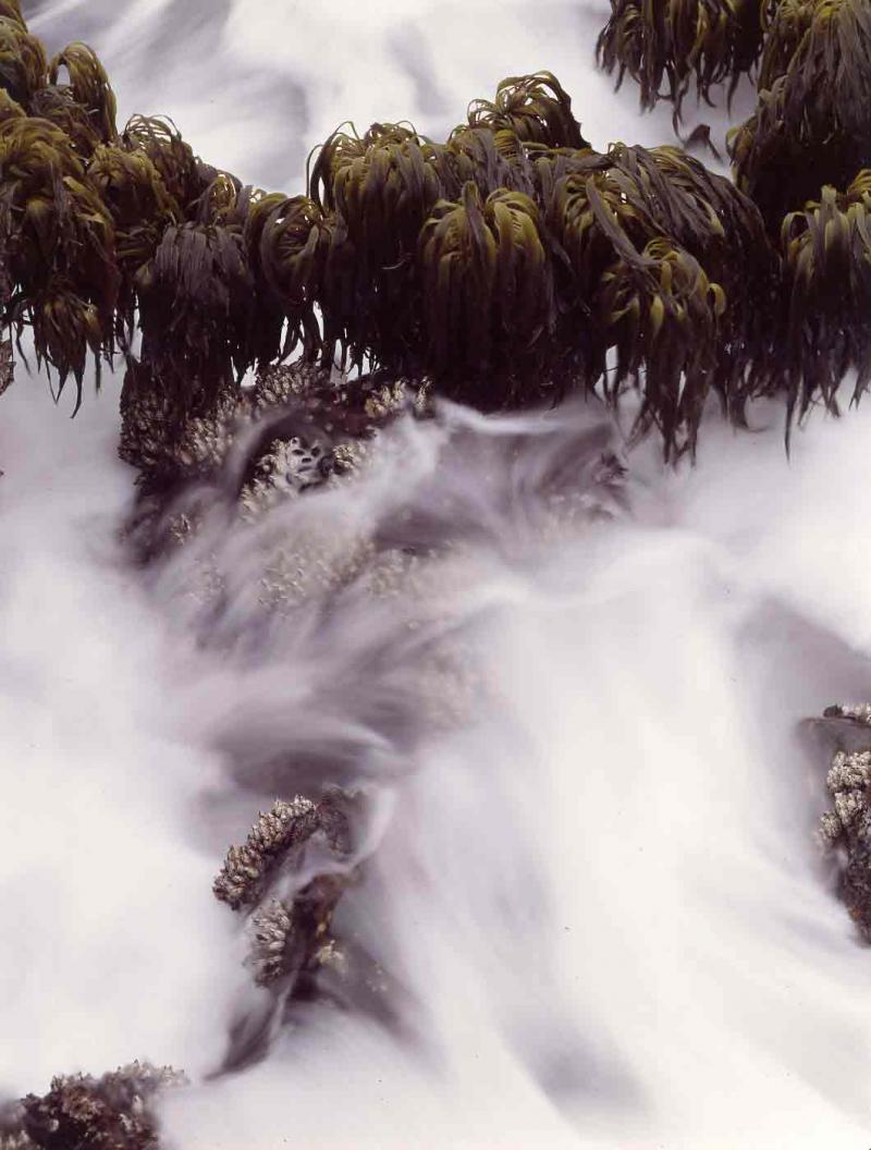 wave wash and sea palms, 1975